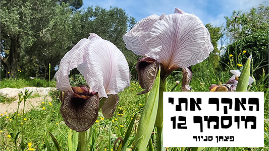 תמונת השער של הקורס - אירוס נצרתי שצילמתי בגני הנדיב בזיכרון יעקב